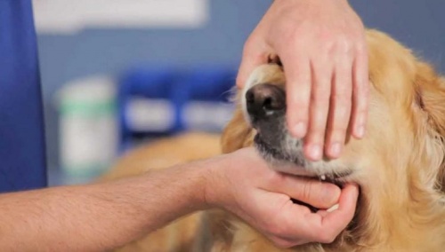 férges kutya kezelése házilag a helminthiasis kezelése gyermekek klinikai irányelveiben