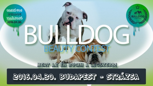 Országos Bulldog Találkozó - 2016. Budapest