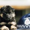 Bűnüldöző kutyák, a rend őrei