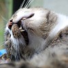 Lehetetlen póz az alváshoz egy cicától + Videóval