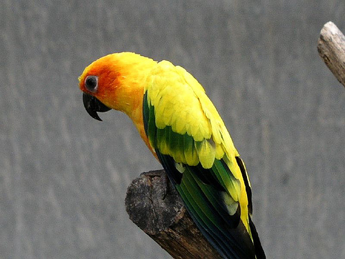 sarga-papagaj