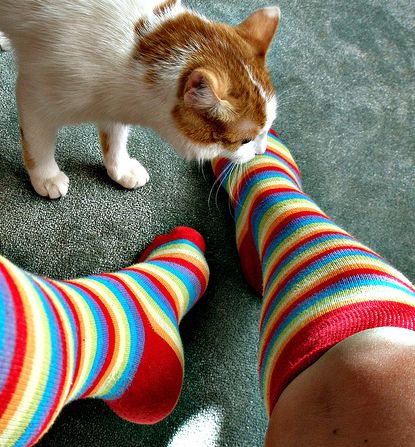 cica, macska, zokni
