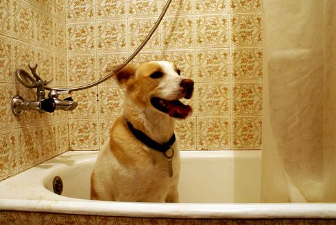 kutya, fürdetés, fürdőkád