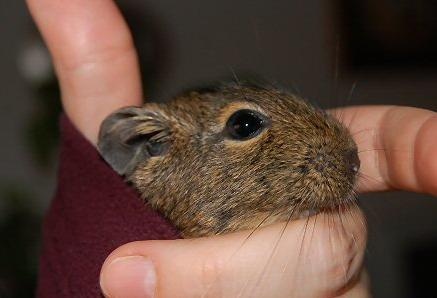 degu-a-kabatujjban