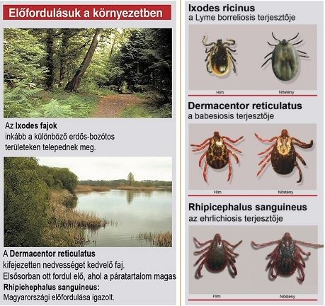 kullancs előfordulása a környezetben