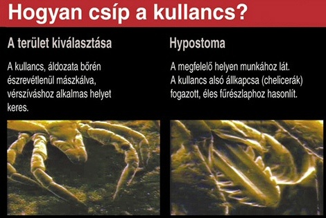 Hogyan csíp a kullancs?