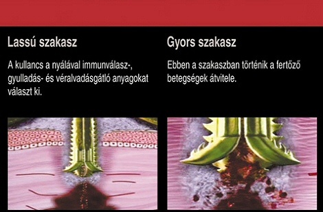 tamadnak-a-kullancsok-vedjuk-meg-kedvenceinket-_6