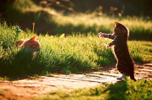 macska játszik, macskák játszanak a kertben