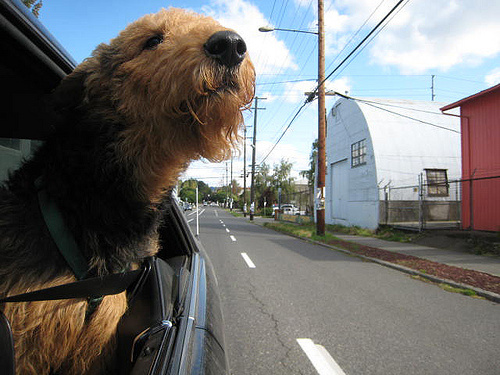 autozas-kutyaval