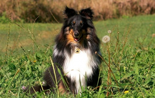 sheltie