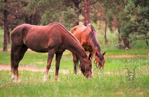 lovak gyógynövényes kezelése