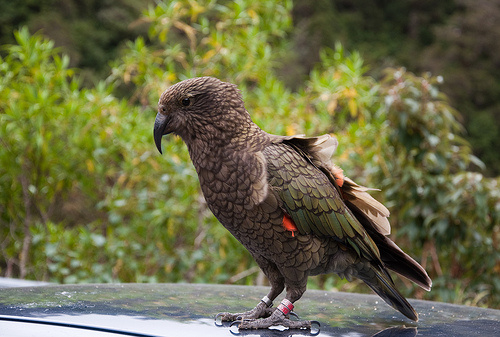 kea-madar