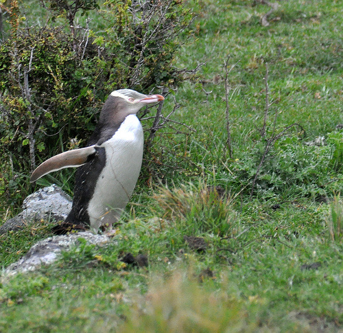 fjordlandi-pingvin