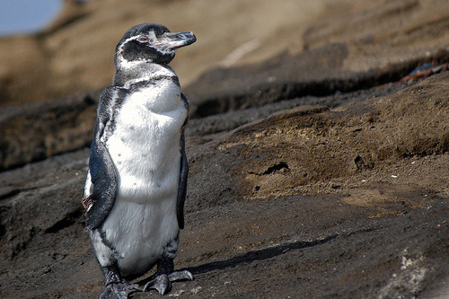 galapagoszi-pingvin
