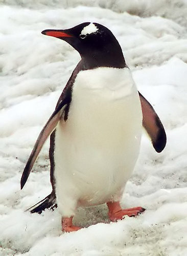 szamar-pingvin