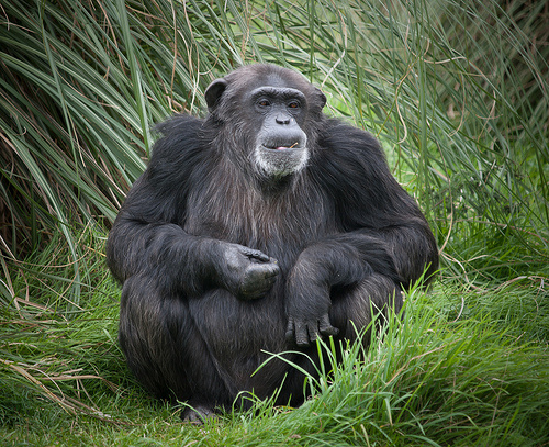 csimpánz a fűben