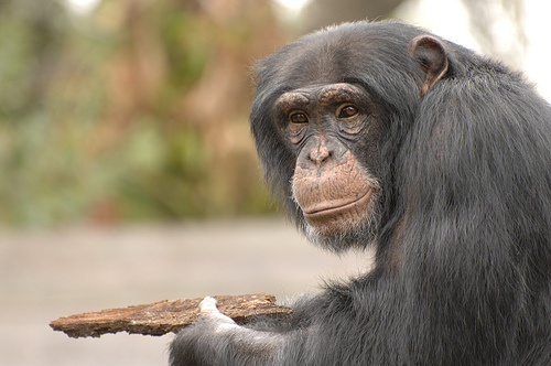 csimpanz-foto