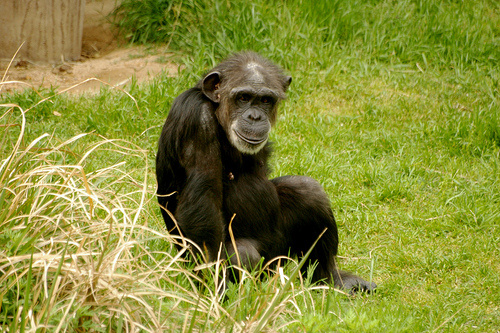 csimpanz-kep