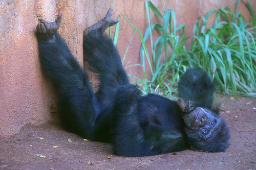 fekvo-csimpanz