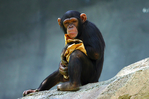 fiatal-csimpanz