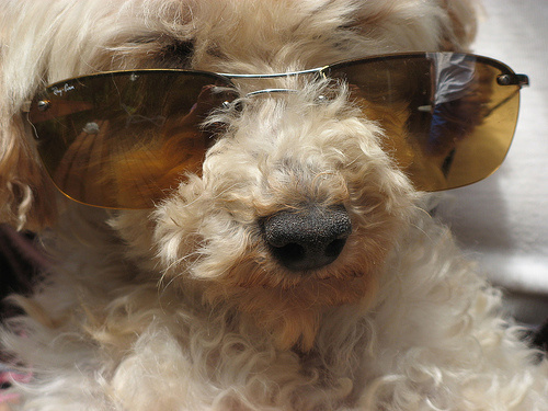 napszemuveges-kutya