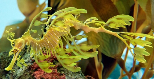 leveles-tengeri-sarkany