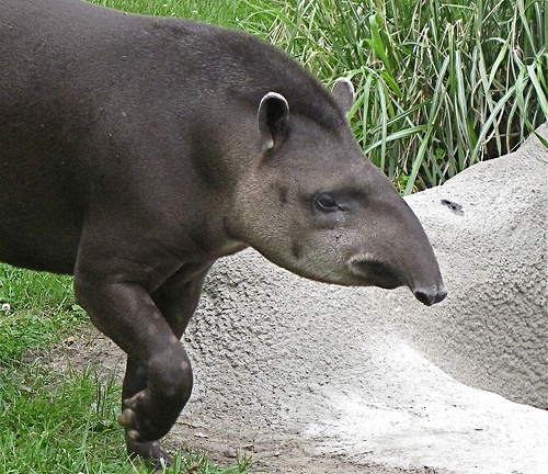 tapirus