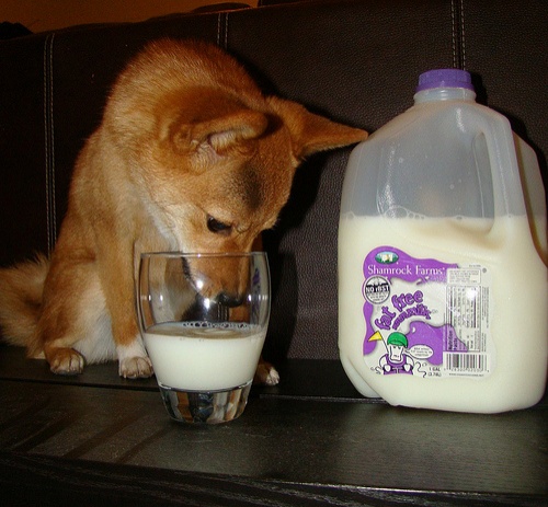 kutyus-tejet-iszik
