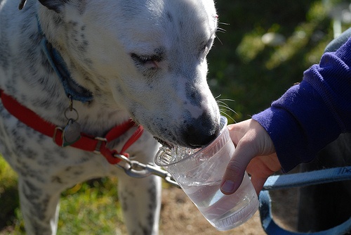 kutyus-vizet-iszik