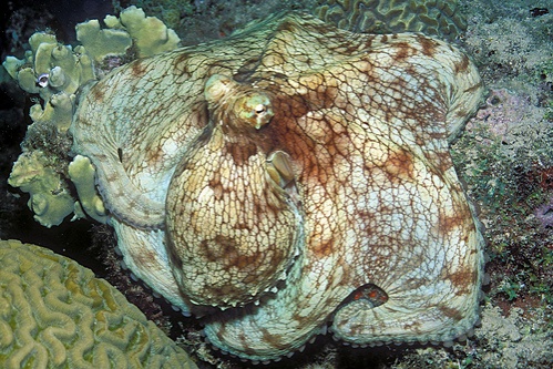 korall-es-polip