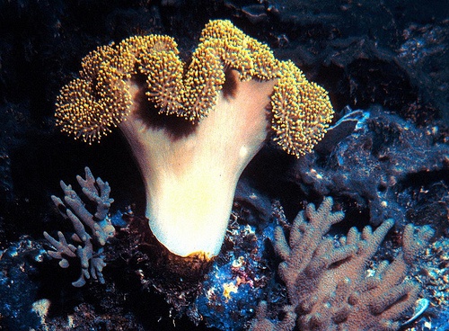 phylum-cnidaria-korall