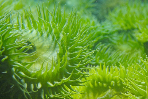 zold-anemona-korall