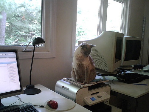 macska-az-irodaban