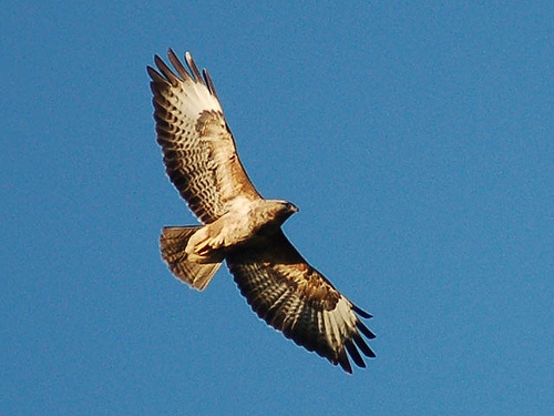 buteo-buteo