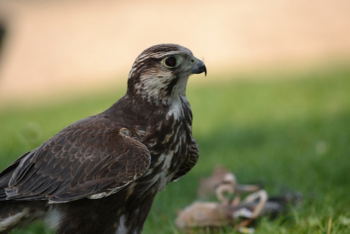 falco-cherrug