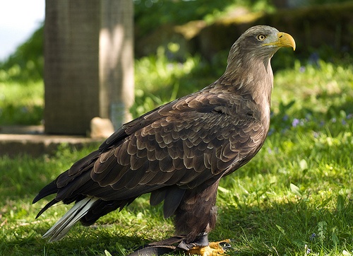 haliaeetus-albicilla