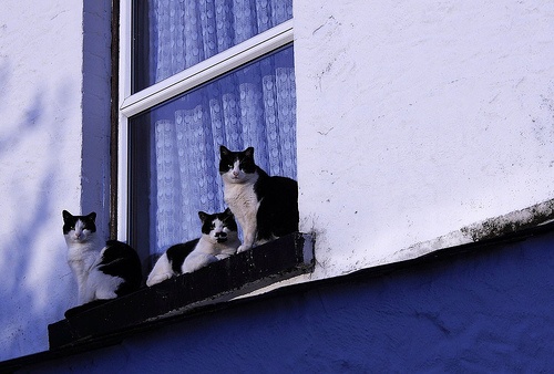 macskak-az-ablakban