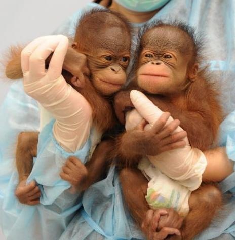 orangutan-ikrek