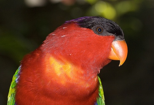 lori-papagaj