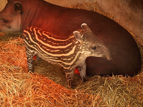 bebi-tapir