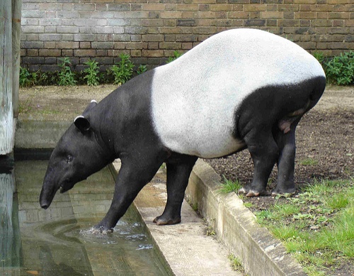 azsiai-tapir