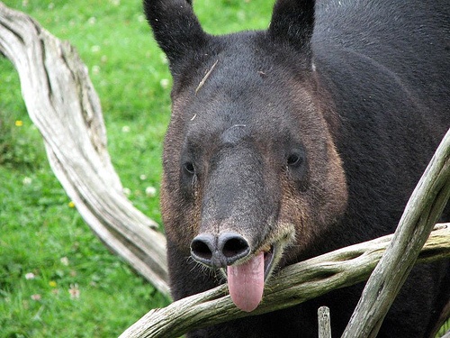 tapir-kep