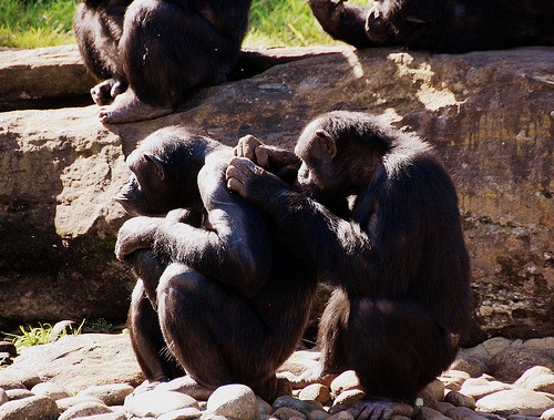csimpanzok-majomok