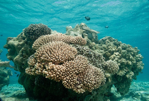 korallzatony