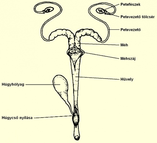az anyanyúl nemi szervei