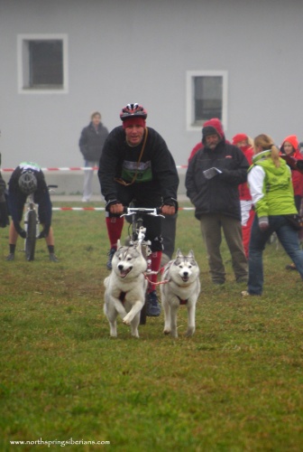 Domonkos László (kutyás kerékpározás két szibériai huskyval)