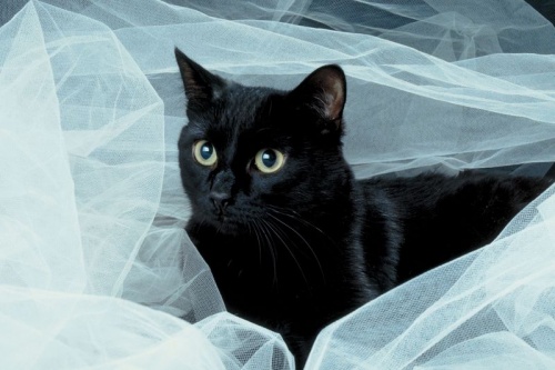 fekete-macska-illusztrci-1