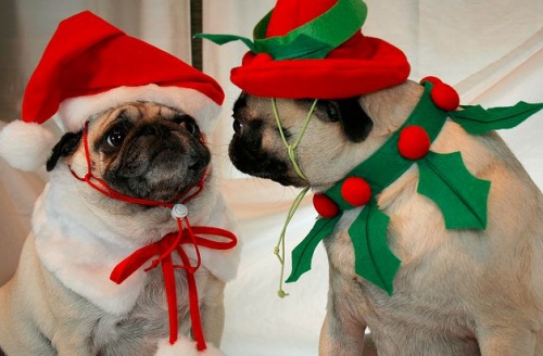 Karácsony és kutya
