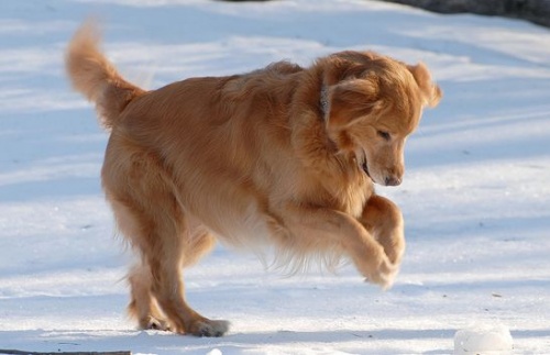 kutya téli lábápolása