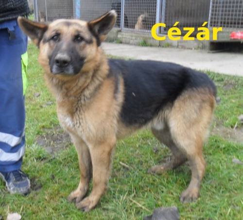 cezar